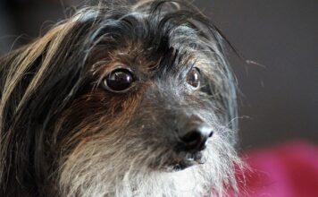 Co nakładać na brodę?